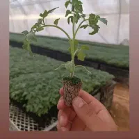 نشا|خدمات باغبانی و درختکاری|برخوار, |دیوار