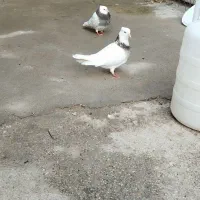 پرنده|پرنده|کلاله, |دیوار