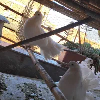 کبوتر|پرنده|گرگان, |دیوار