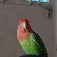 طوطی گمشده در شیبان