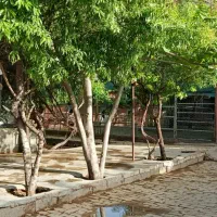 مجموعه سوارکاری شکار شیراز|اسب و تجهیزات اسبسواری|شیراز, سلطان آباد|دیوار