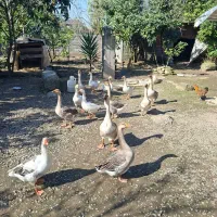 غاز محلی و قو غاز|حیوانات مزرعه|لاهیجان, انقلاب|دیوار