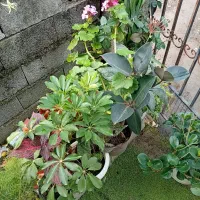 گل آپارتمانی و خانگی