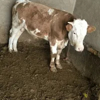 گوساله نر و ماده