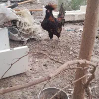 خروس پولند