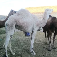 شتر سفید ماده|حیوانات مزرعه|خاش, |دیوار