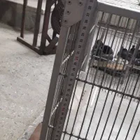 قفس سهره و عروس|لوازم جانبی حیوانات|بروجرد, |دیوار