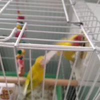 یک جفت طوطی برزیلی مولد|پرنده|سقز, |دیوار