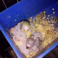 دو جفت مرغ عشق با۲ تا جوجه|پرنده|نقده, |دیوار