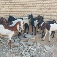 6عدد بز افغانی ابستن در شادگان