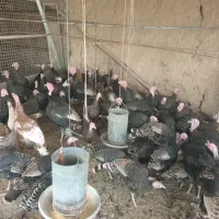 فروش بوقلمون محلی