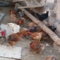 مرغ|حیوانات مزرعه|اصفهان, دستگرده|دیوار