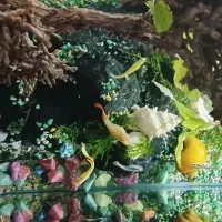 گوپی زبرا حلزون