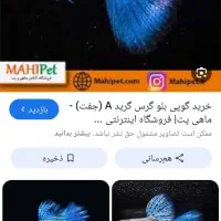 گوپی مولد بچه گوپی فایتر بچه فایتر مولی