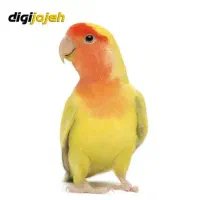 کوتوله برزیلی گمشده