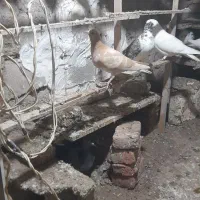 کبوتر زرد