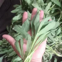قازیاغی