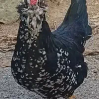 تخم نطفه دار گلین خال دار