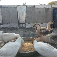 غوغاز وغاز|حیوانات مزرعه|کلاله, |دیوار