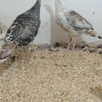 بوقلمون|حیوانات مزرعه|نورآباد, |دیوار