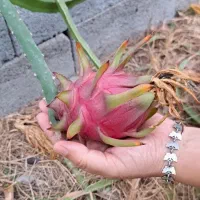 قلمه ریشه دار میوه اژدها