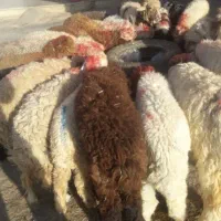 فروش گوسفند(بره) زنده همراه با قصاب