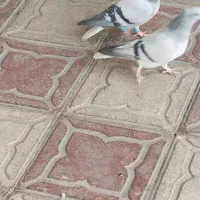 دو عدد سبزه دم سفیده ماده شعمک تخت