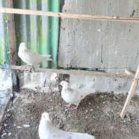 کبوتر|پرنده|زنجان, |دیوار