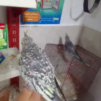 طوطی عروس سوپر رام نر ۲عدد|پرنده|بابل, |دیوار