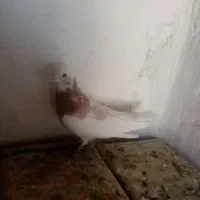 سه تا جنگ با دوتا نر فروشی|پرنده|زرند, |دیوار