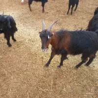 بزکهره دار  میش و شیشک آبستن و بره دار بره سبک|حیوانات مزرعه|پاسارگاد, |دیوار