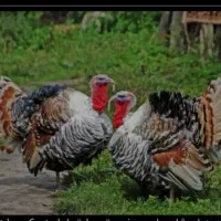 تعدادی پرنده