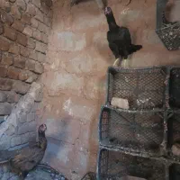 مرغ لاری درشهر