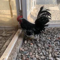 خروس چاپنیز بلک متلد جوان