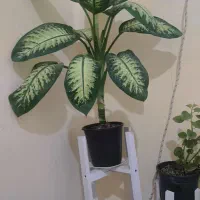 گل دیفن باخیا|گل و گیاه طبیعی|گلبهار, نوبهار|دیوار