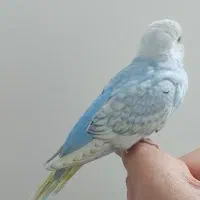 جوجه مرغ عشق اسپانگل|پرنده|بروجرد, |دیوار