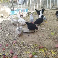 تخم مرغ گلین|حیوانات مزرعه|شهرضا, |دیوار