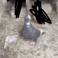 پلنگ|حیوانات|کرمان, |دیوار