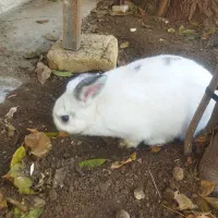 خرگوش لوپ|موش و خرگوش|کرمانشاه, |دیوار