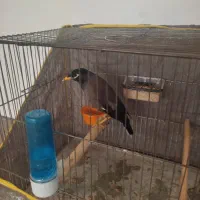 میناسخنگو|پرنده|مشهد, امیریه|دیوار