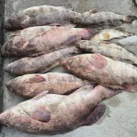 برگزاری تور ماهیگیری|تور و چارتر|بندرعباس, |دیوار