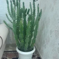گل وگلدان