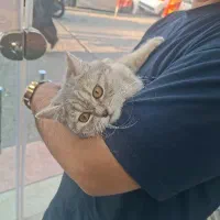 طوله گربه های چلوندنی