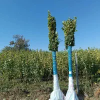 فروش عمده نهال صنوبر تضمین کیفیت|خدمات باغبانی و درختکاری|یاسوج, |دیوار