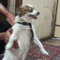 سگ اشپیتز