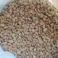 بذر باقله محلی