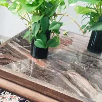 گیاهان اپارتمانی سالم و سرحال ۸ گونه