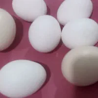 تخم مرغ بومی