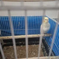 عروس هلندی