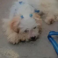 سگ.|حیوانات|مهاباد (آذربایجان غربی), |دیوار